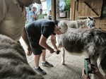 Tiergestützte Therapie