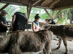 Tiergestützte Therapie